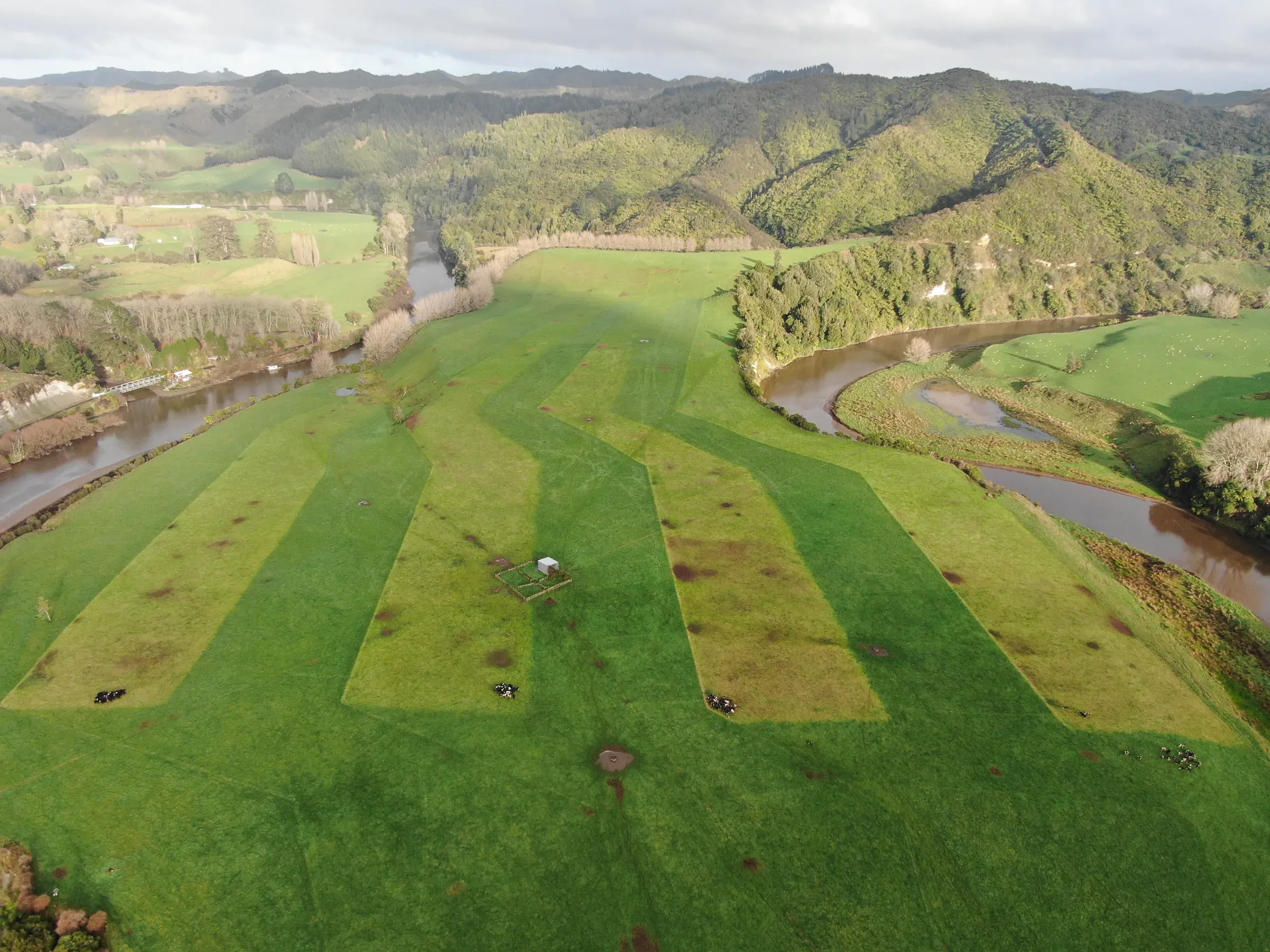 Aerial view of a Taranaki river flat with striped grazing pattern beside the river bend