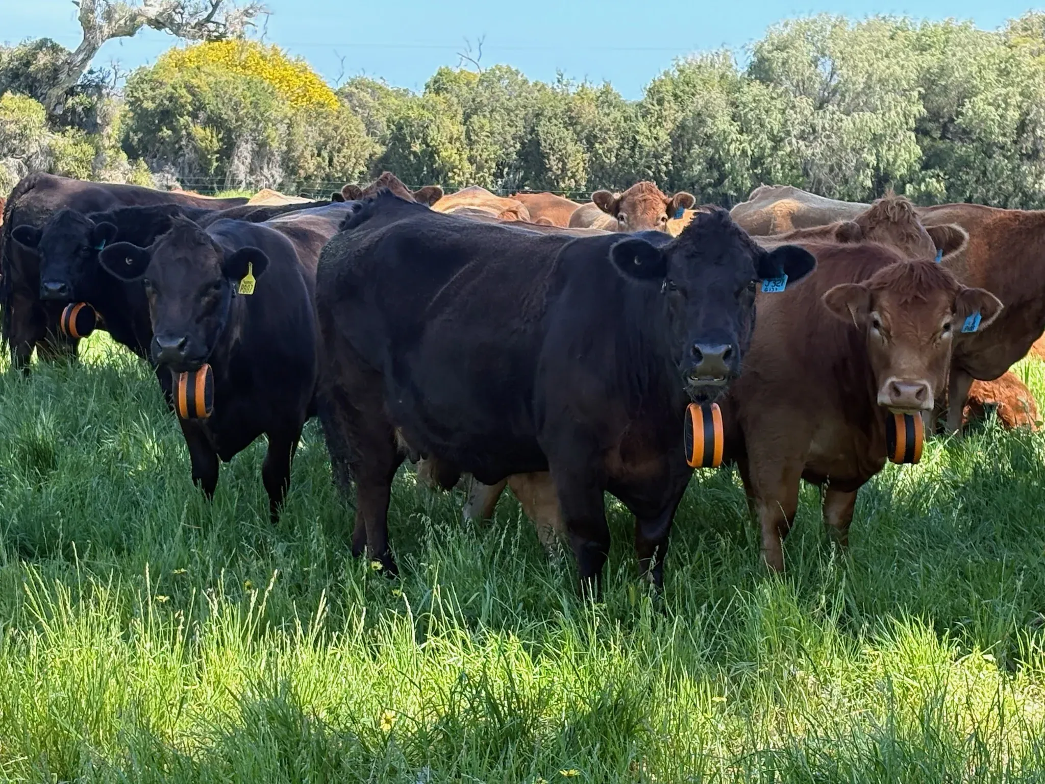 Mob of Limousin and Angus-cross cows in WA pasture with eShepherd neckbands fitted