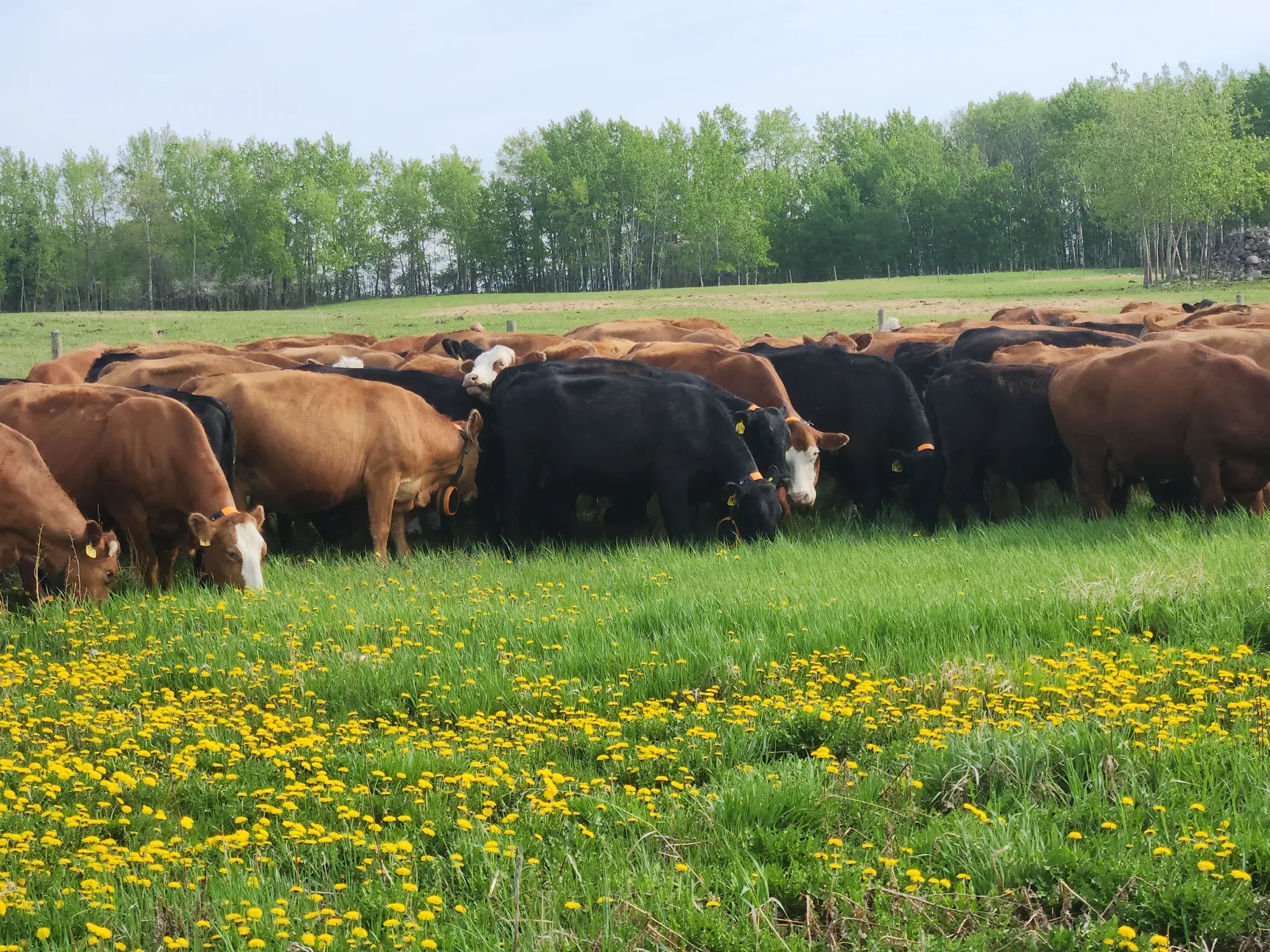Mob of Angus and red Angus cows grazing in dandelion-rich Alberta pasture