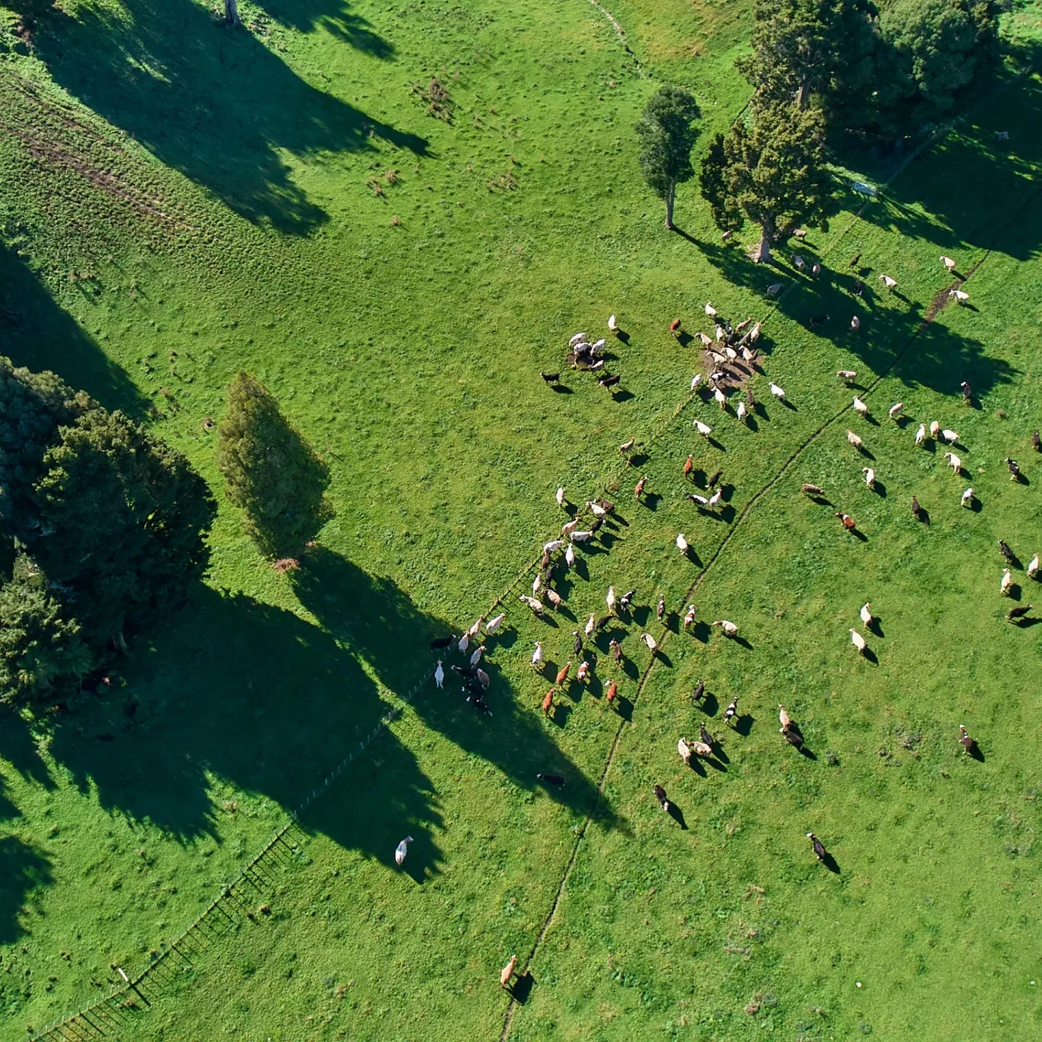 Aerial of broadacre cropping country at Esperance