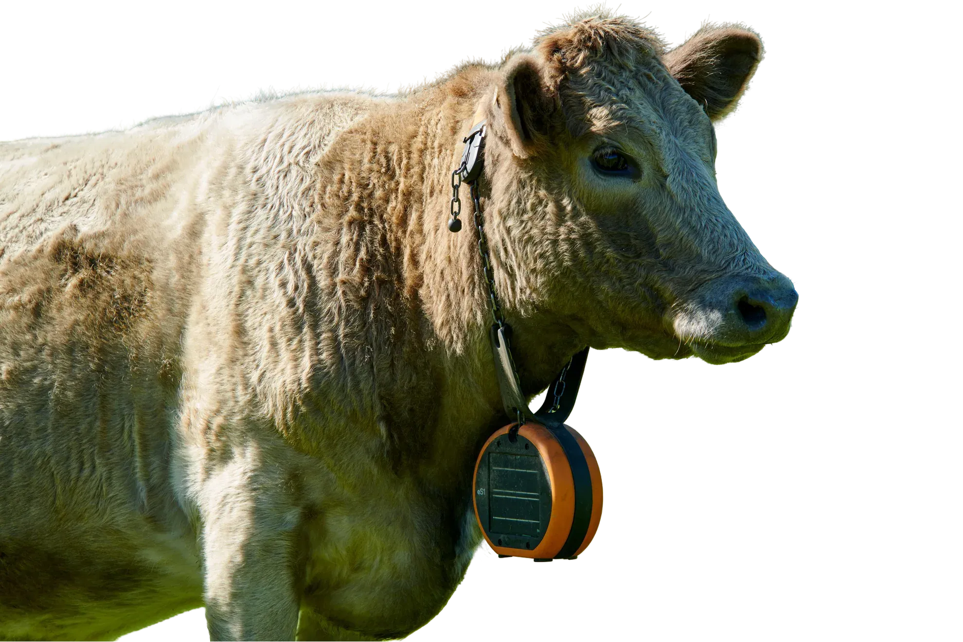 A Charolais cow wearing a virtual fencing neckband in pasture