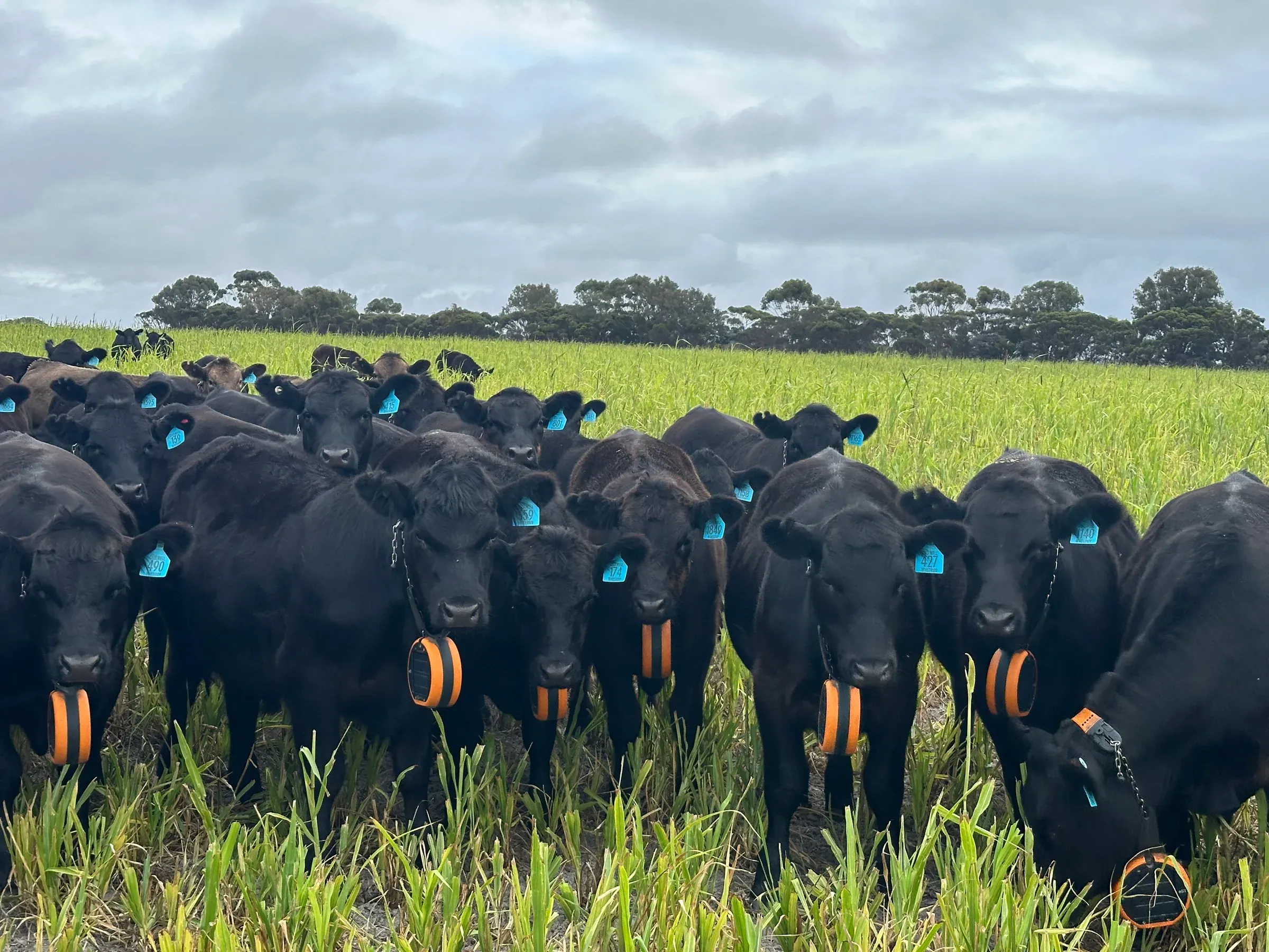 Mob of Angus cattle wearing eShepherd neckbands grazing residual crop in WA