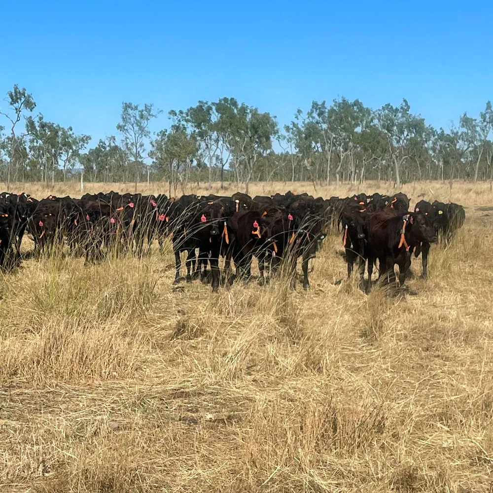 Mob of Wagyu-cross females wearing eShepherd neckbands on Burdekin savanna country