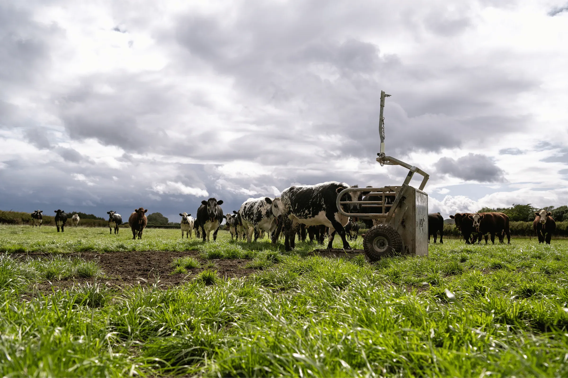 Cattle approaching a Gallagher StrongBó Auto Weigher in pasture