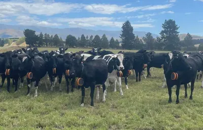 Black-and-white dairy heifers wearing eShepherd neckbands on lush South Canterbury pasture