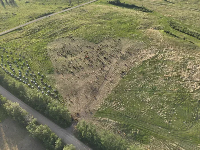 Aerial view of a paddock grazed into a heart shape