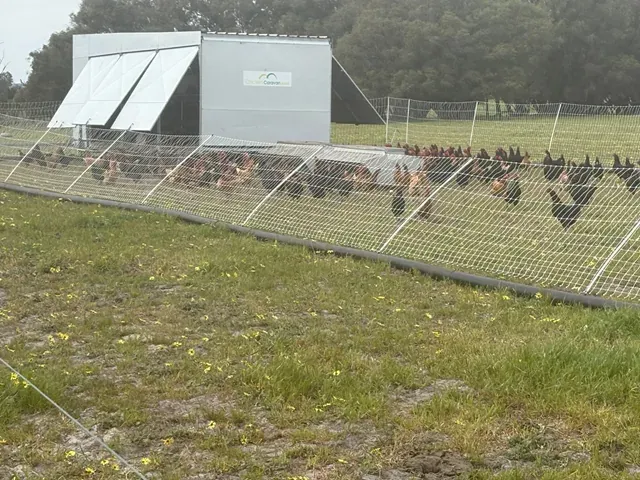 Chickens behind temporary netting near a mobile coop, integrated into the rotation