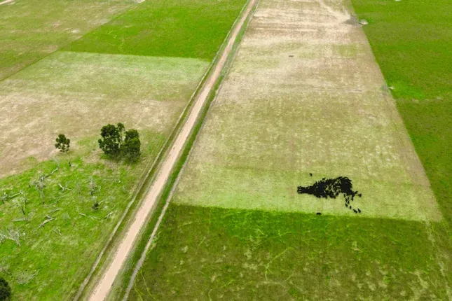 Black-and-white steer at the StrongBó Auto Weigher entry