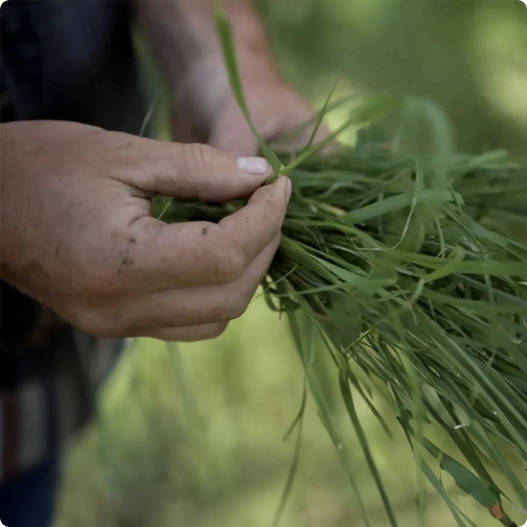 Cattle operation at scale, virtual fencing in action