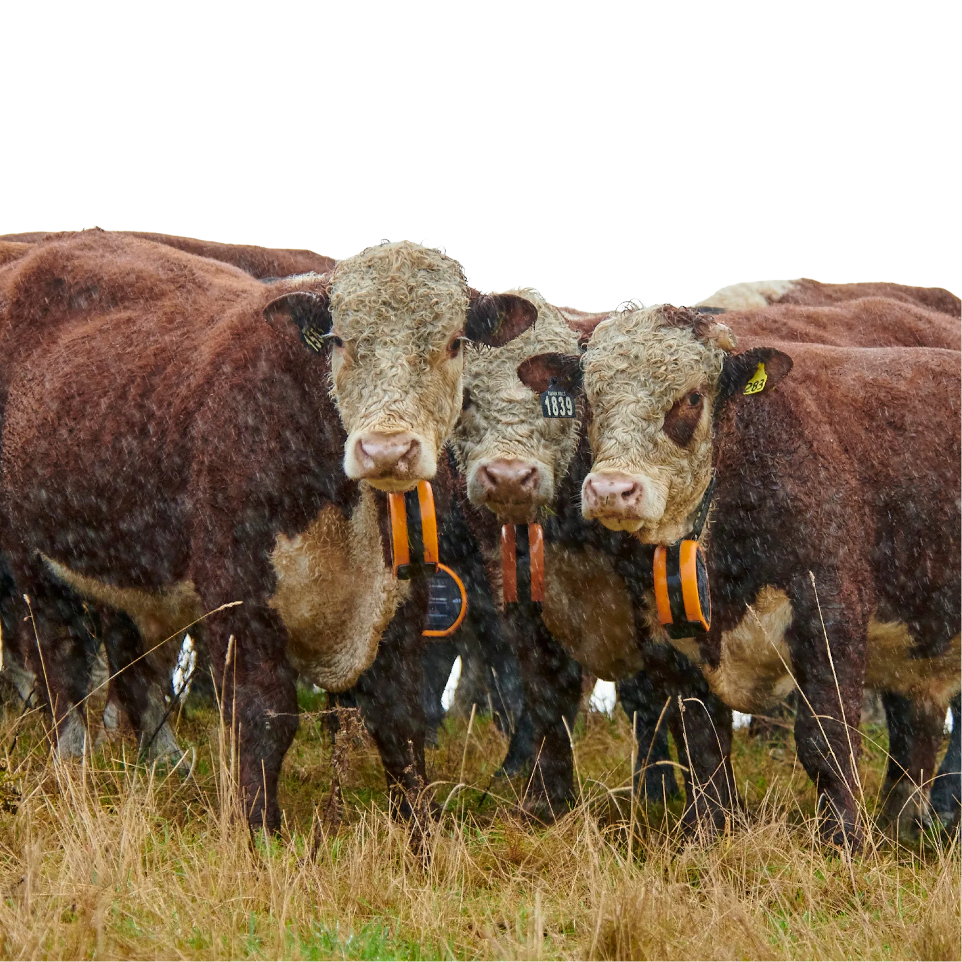 Hereford mob · in rain