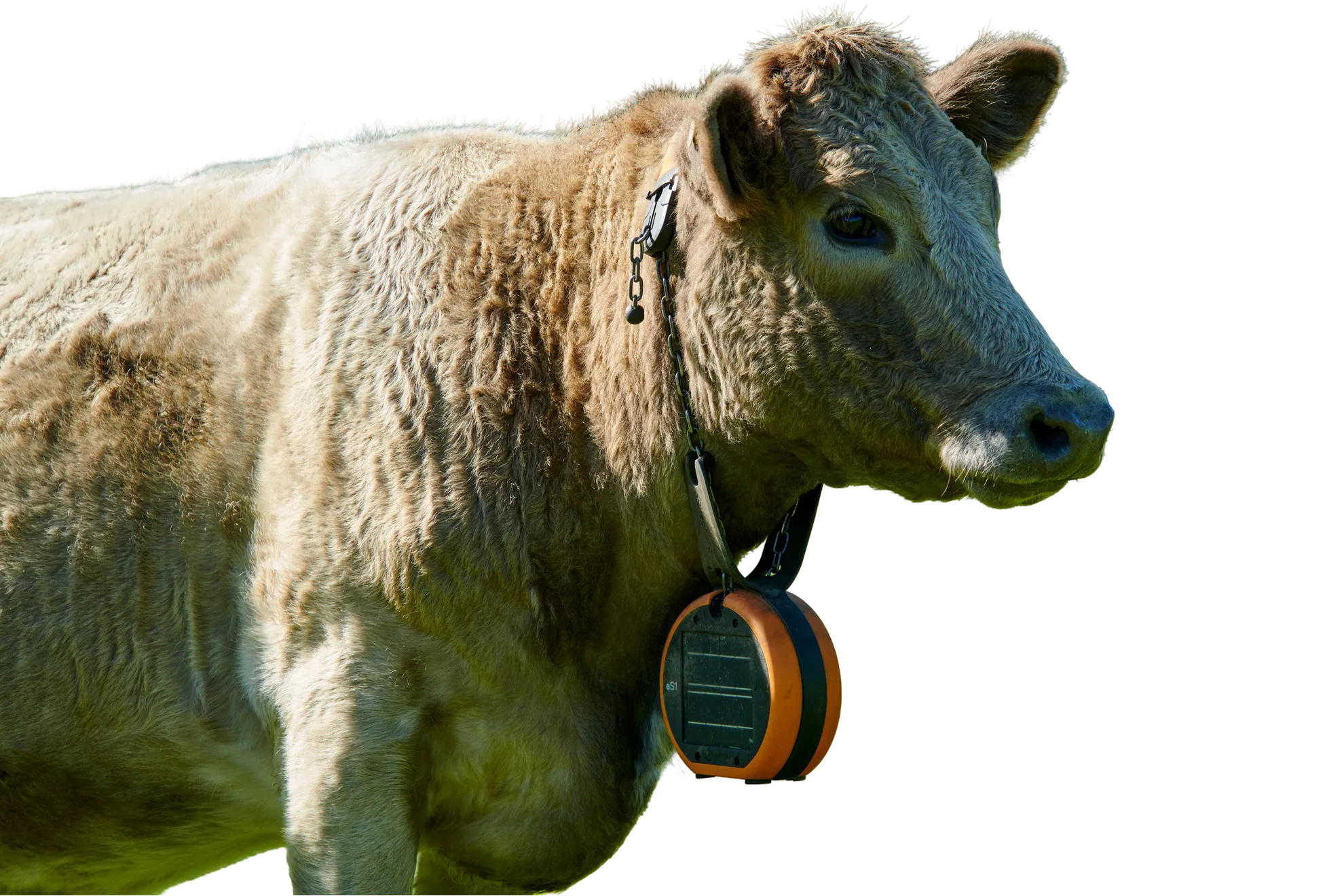 Charolais · neckband fitted