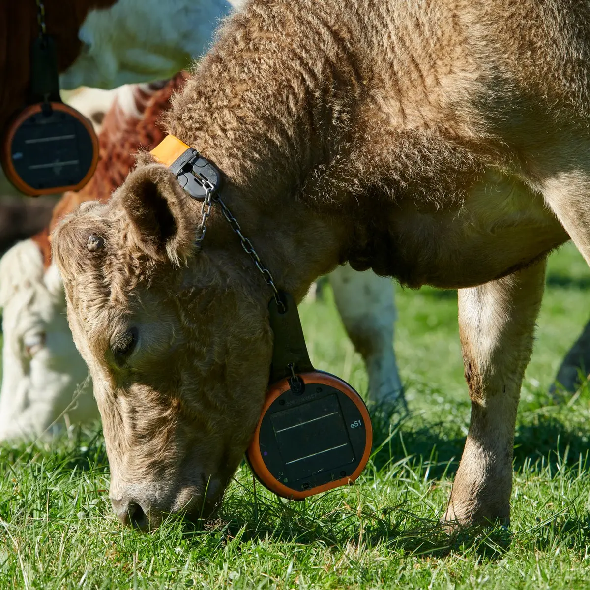 Vaca Charolais con collar eShepherd