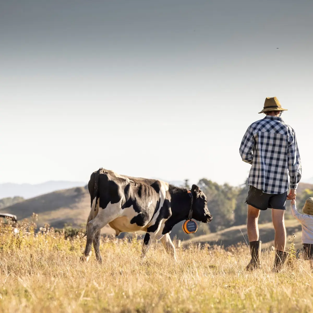Farmer and young child walking through a golden grass paddock alongside a dairy cow wearing an eShepherd neckband, with rolling hills in the background