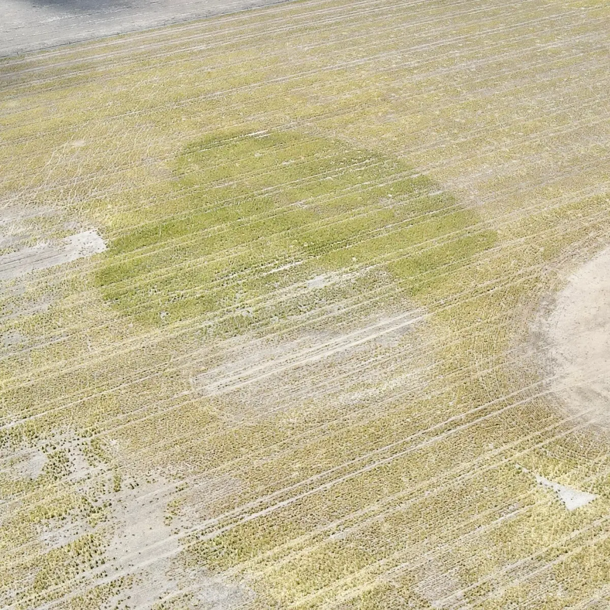 Aerial drone view of a Western Australian paddock showing a heart-shaped grazing pattern created by cattle managed with eShepherd virtual fencing