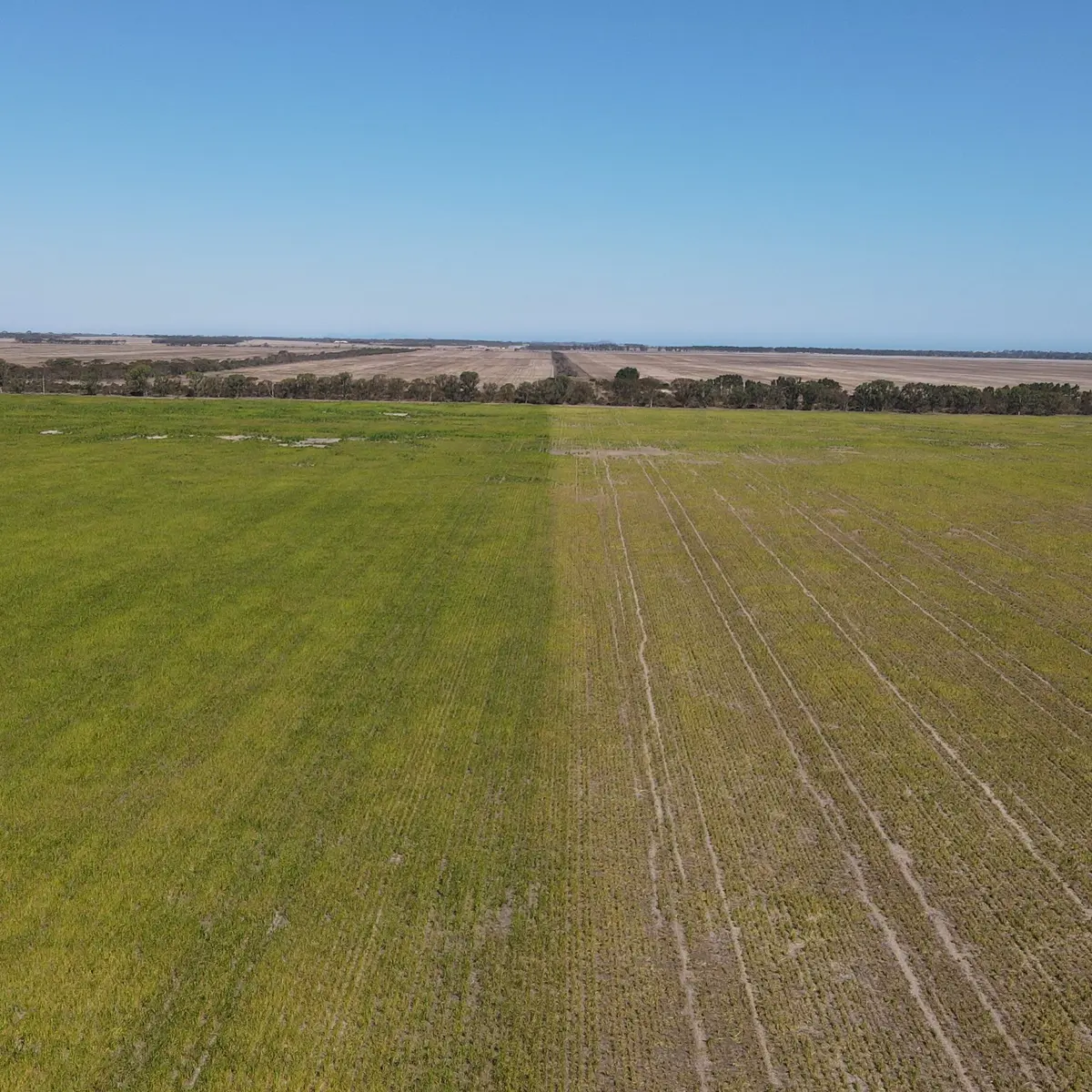 Aerial drone view of a Western Australian paddock split between lush green pasture and sparse dry ground, with a treeline and flat horizon stretching to the coast